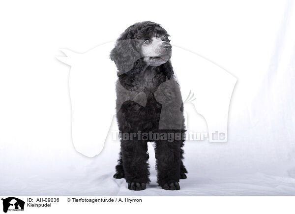 Kleinpudel / Standard Poodle / AH-09036