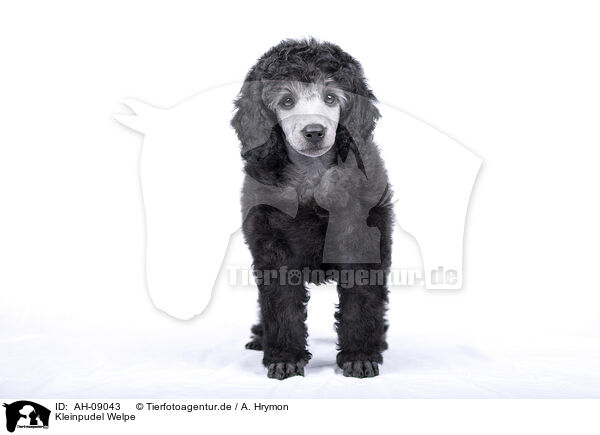 Kleinpudel Welpe / Standard Poodle puppy / AH-09043
