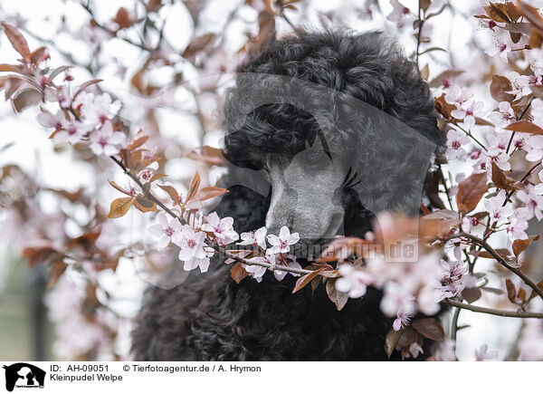 Kleinpudel Welpe / Standard Poodle puppy / AH-09051