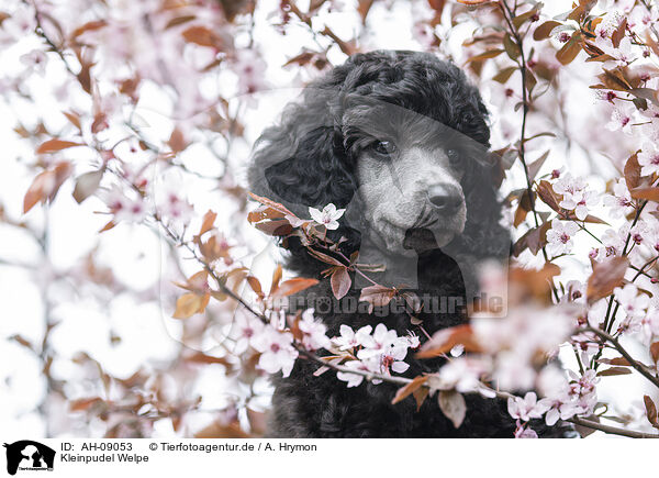 Kleinpudel Welpe / Standard Poodle puppy / AH-09053
