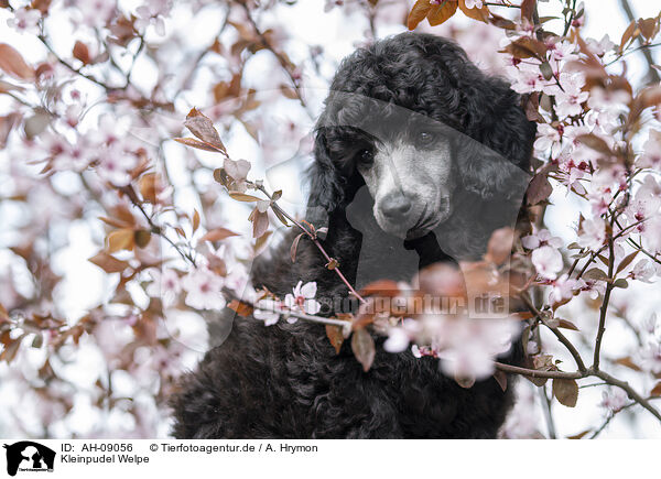 Kleinpudel Welpe / Standard Poodle puppy / AH-09056