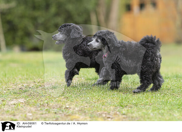 Kleinpudel / Standard Poodle / AH-09061