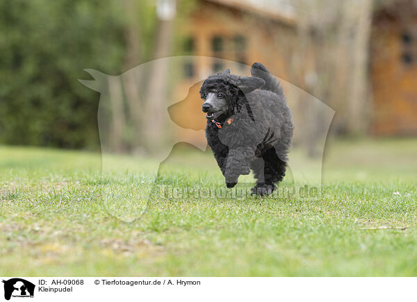 Kleinpudel / Standard Poodle / AH-09068