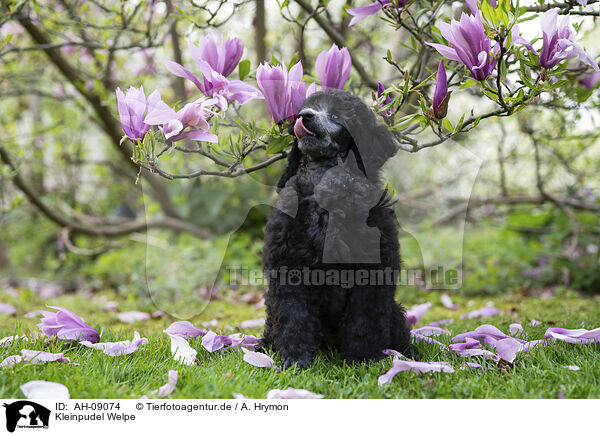 Kleinpudel Welpe / Standard Poodle puppy / AH-09074