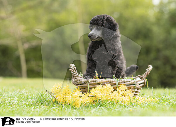 Kleinpudel Welpe / Standard Poodle puppy / AH-09080