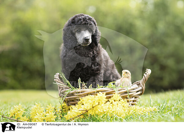 Kleinpudel / Standard Poodle / AH-09087