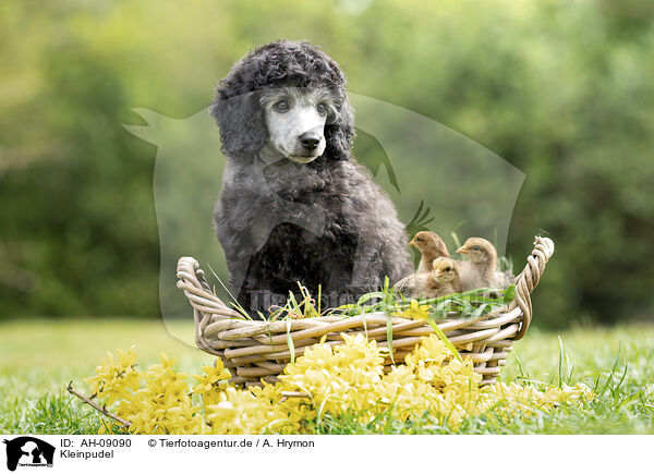 Kleinpudel / Standard Poodle / AH-09090