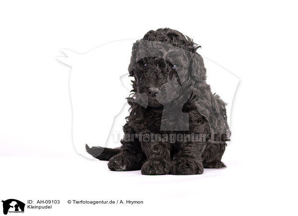 Kleinpudel / Standard Poodle / AH-09103