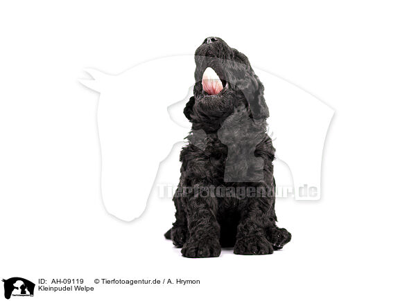 Kleinpudel Welpe / Standard Poodle puppy / AH-09119