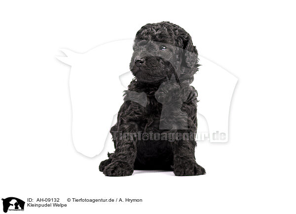Kleinpudel Welpe / Standard Poodle puppy / AH-09132