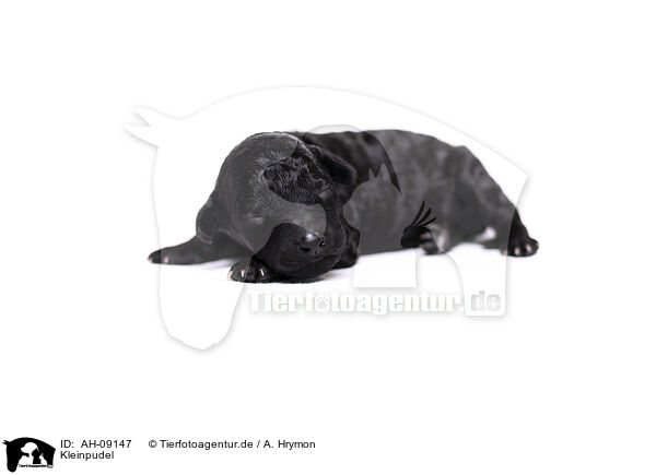 Kleinpudel / Standard Poodle / AH-09147
