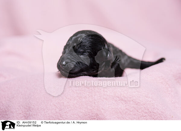 Kleinpudel Welpe / Standard Poodle puppy / AH-09152