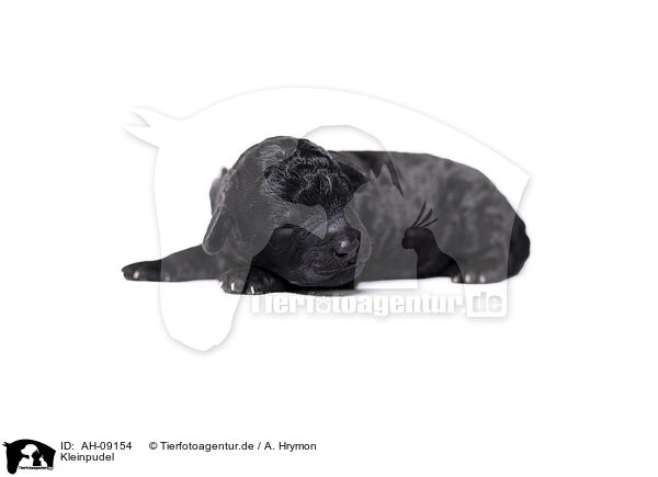 Kleinpudel / Standard Poodle / AH-09154