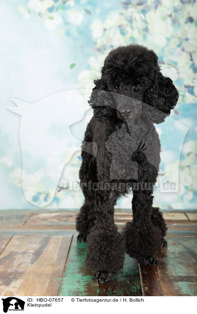 Kleinpudel / Royal poodle / HBO-07657
