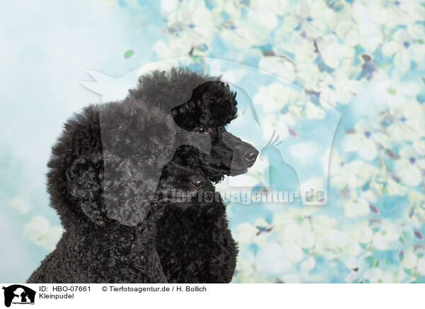 Kleinpudel / Royal poodle / HBO-07661