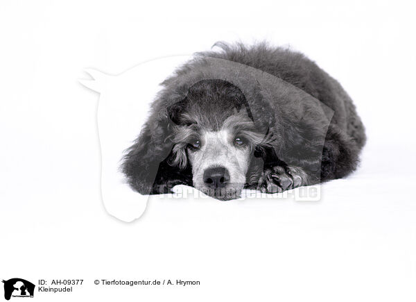 Kleinpudel / Royal Poodle / AH-09377