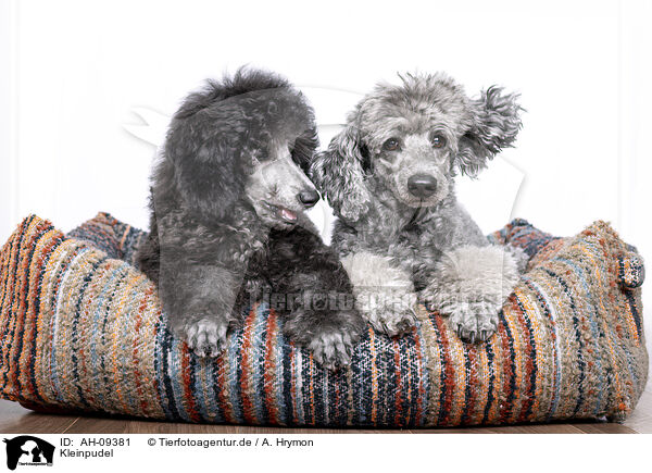 Kleinpudel / Royal Poodle / AH-09381