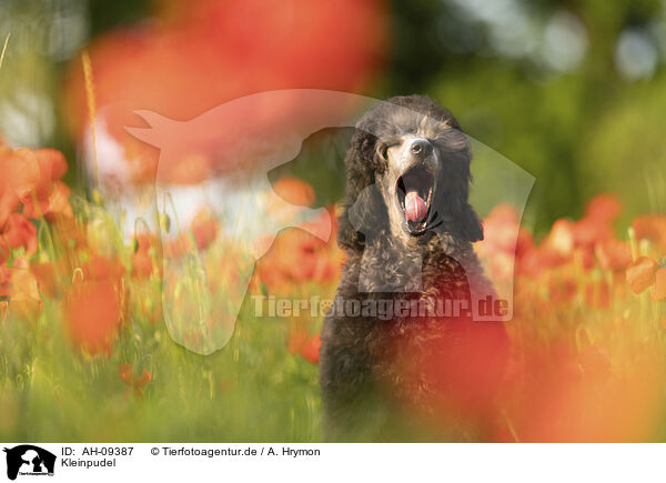 Kleinpudel / Royal Poodle / AH-09387