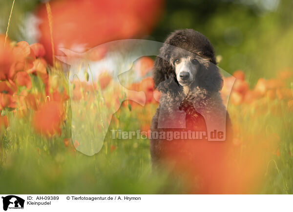 Kleinpudel / Royal Poodle / AH-09389