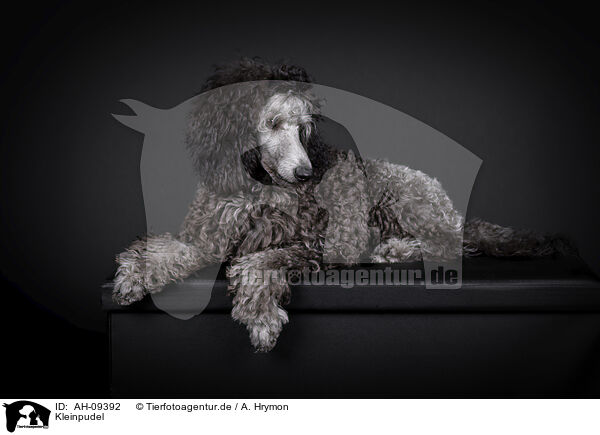 Kleinpudel / Royal Poodle / AH-09392
