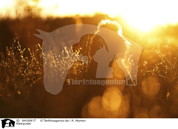 Kleinpudel / Royal Poodle / AH-09417