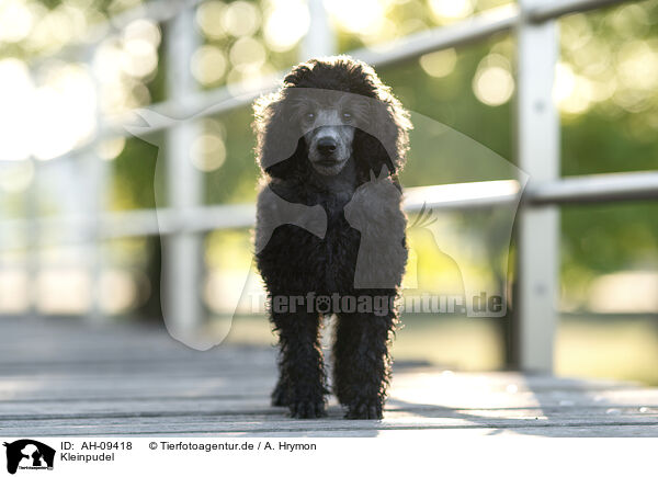 Kleinpudel / Royal Poodle / AH-09418