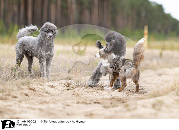 Kleinpudel / Royal Poodle / AH-09502