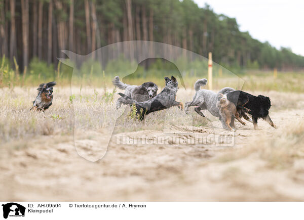 Kleinpudel / Royal Poodle / AH-09504