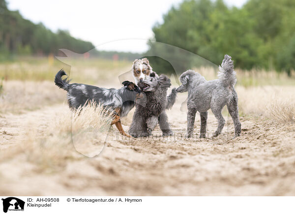 Kleinpudel / Royal Poodle / AH-09508