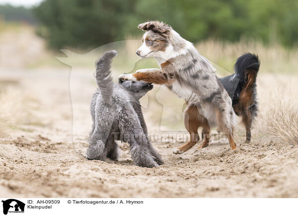 Kleinpudel / Royal Poodle / AH-09509