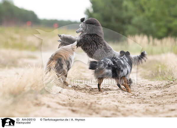 Kleinpudel / Royal Poodle / AH-09510