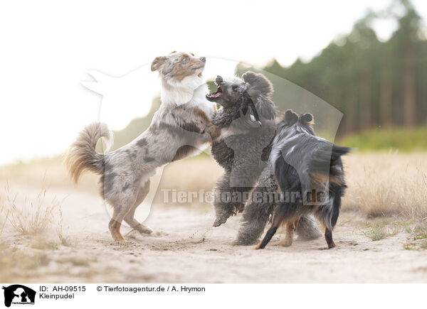 Kleinpudel / Royal Poodle / AH-09515