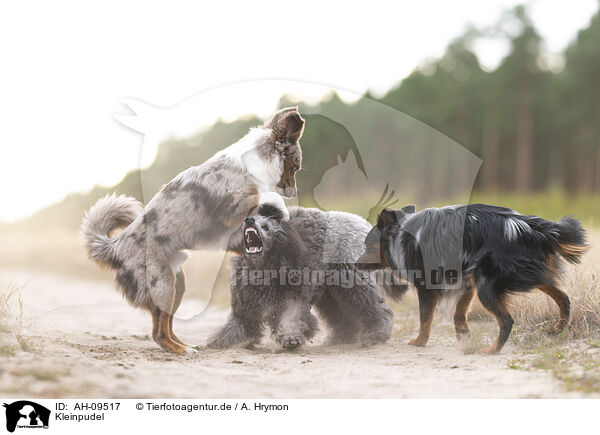 Kleinpudel / Royal Poodle / AH-09517