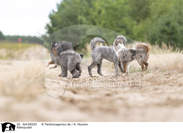 Kleinpudel / Royal Poodle / AH-09520