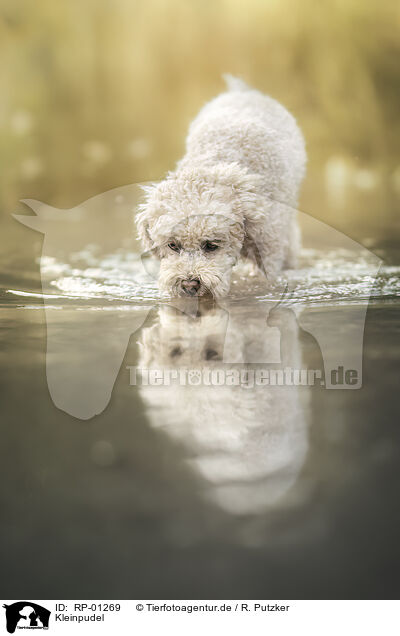 Kleinpudel / Royal Poodle / RP-01269