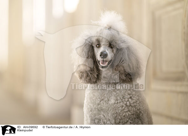 Kleinpudel / Standard Poodle / AH-09692