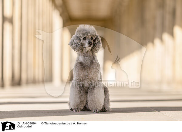 Kleinpudel / Standard Poodle / AH-09694