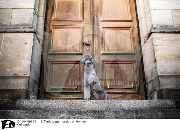 Kleinpudel / Standard Poodle / AH-09699