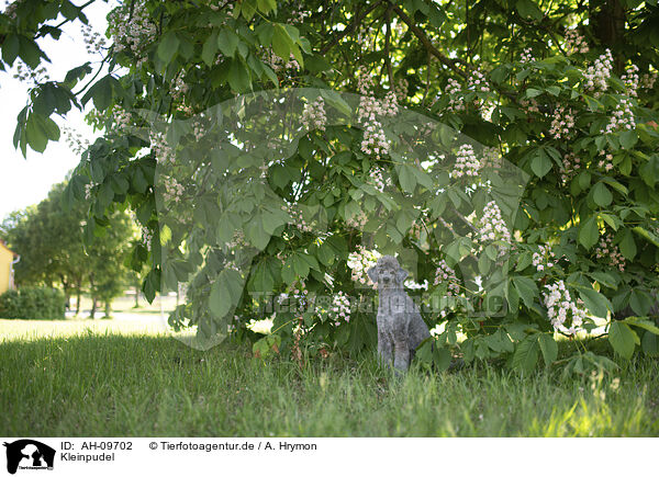 Kleinpudel / Standard Poodle / AH-09702