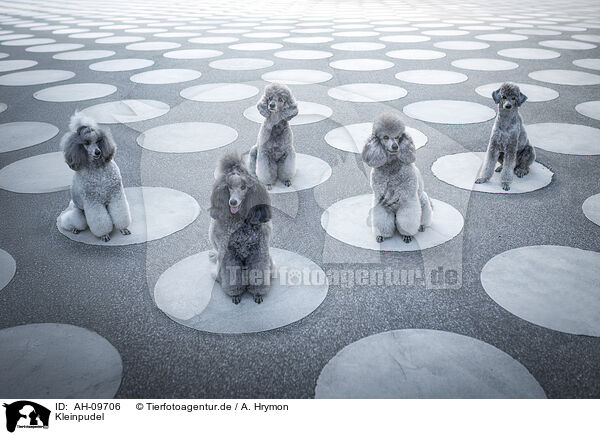 Kleinpudel / Standard Poodle / AH-09706