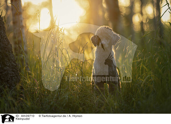 Kleinpudel / Standard Poodle / AH-09710