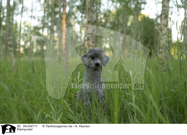 Kleinpudel / Standard Poodle / AH-09711
