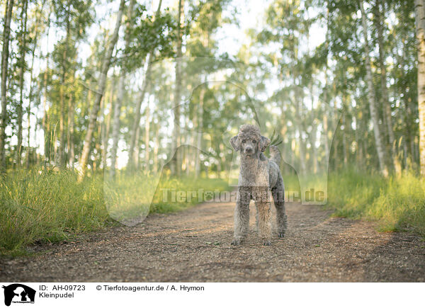 Kleinpudel / Standard Poodle / AH-09723