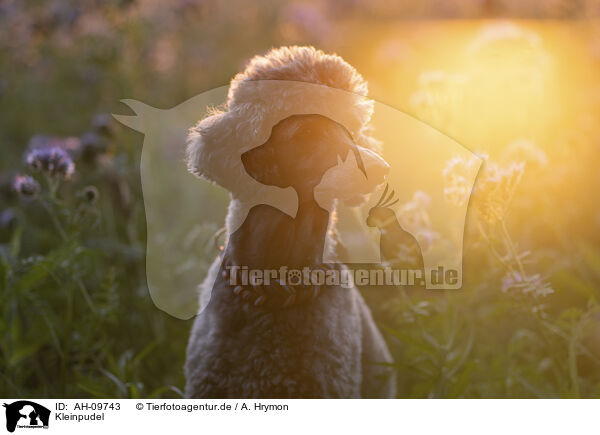 Kleinpudel / Standard Poodle / AH-09743