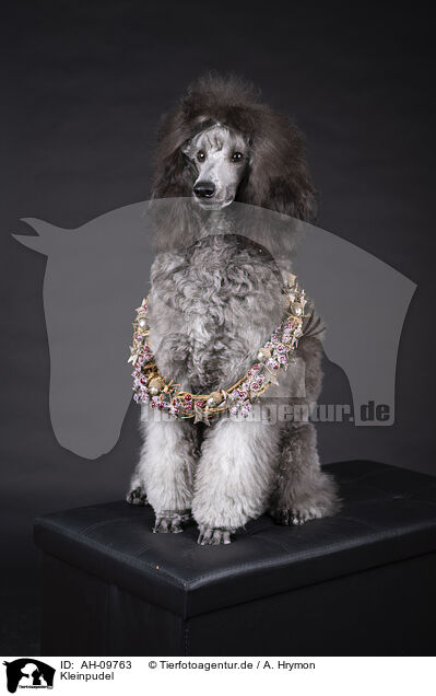 Kleinpudel / Standard Poodle / AH-09763