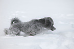 Silberpudel im Schnee