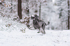 Kleinpudel im Schnee