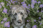 Kleinpudel zwischen Lavendel