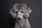 Kleinpudel Portrait