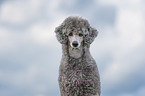 Kleinpudel Portrait